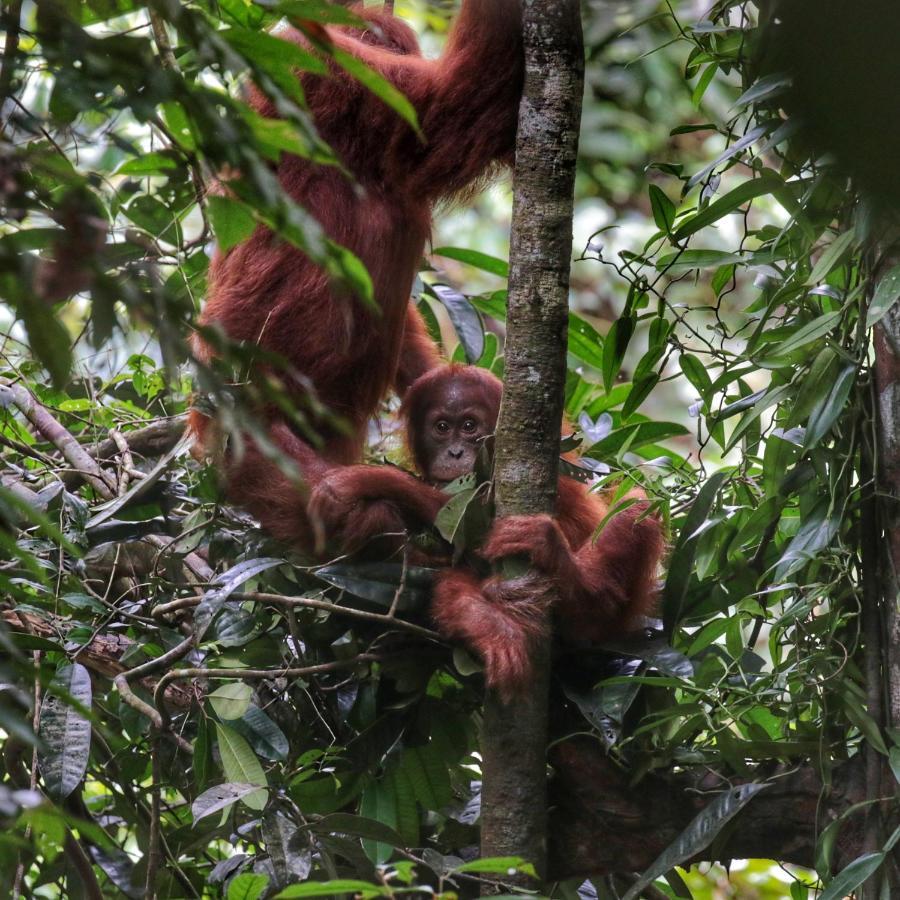 Sumatra Orangutan Discovery Villa 武吉拉旺 外观 照片