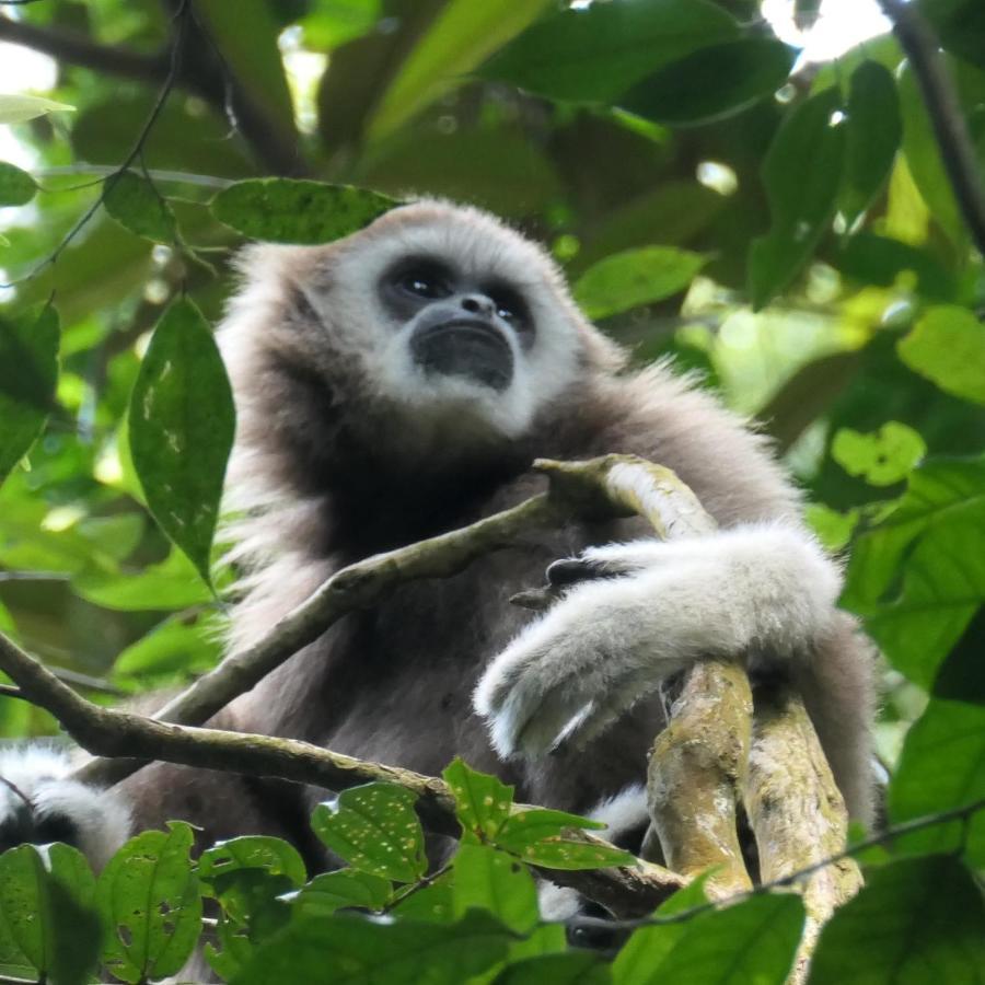 Sumatra Orangutan Discovery Villa 武吉拉旺 外观 照片